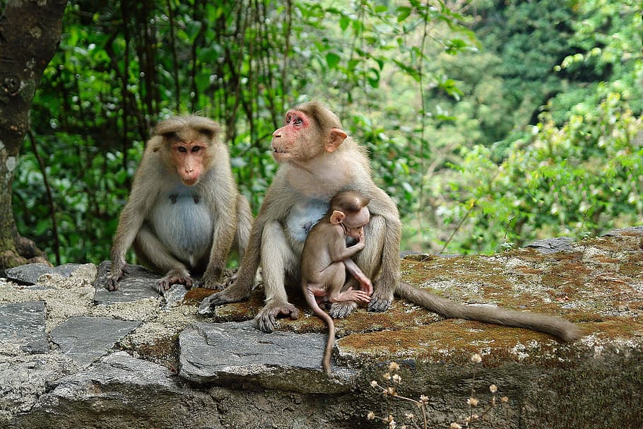 two brown primate sitting on rock, three gray monkeys on gray and brown rocks