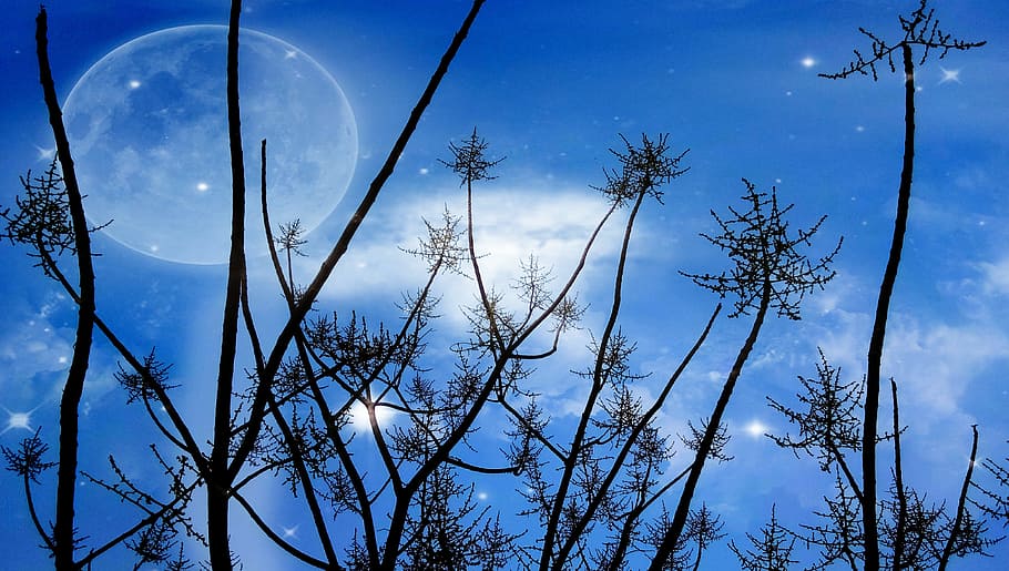 silhouette photo of trees during nighttime, evening, moon, background HD wallpaper