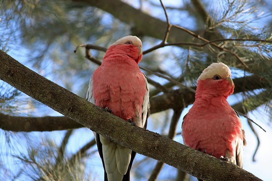 two perching red-white-and-black birds on tree selective focus photograph, HD wallpaper