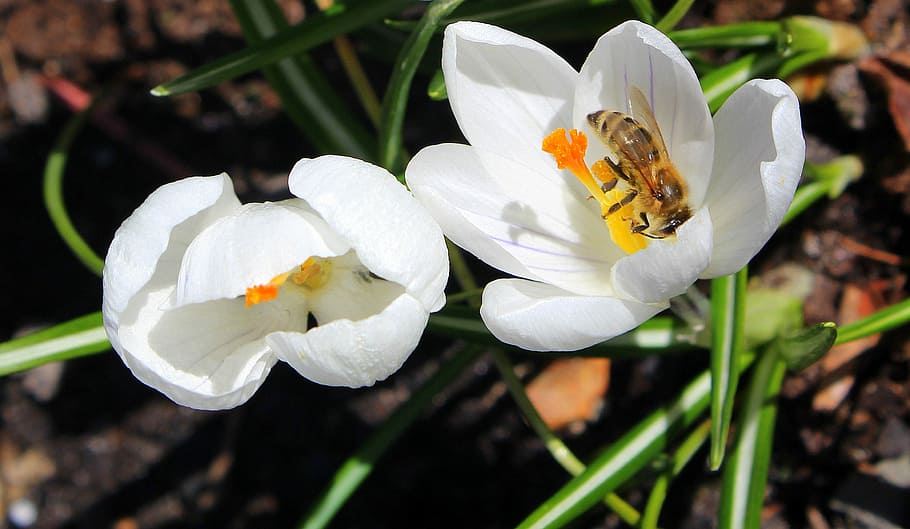 krokus, bee, insect, spring, nature, flower, plant, petal, flowering plant HD wallpaper