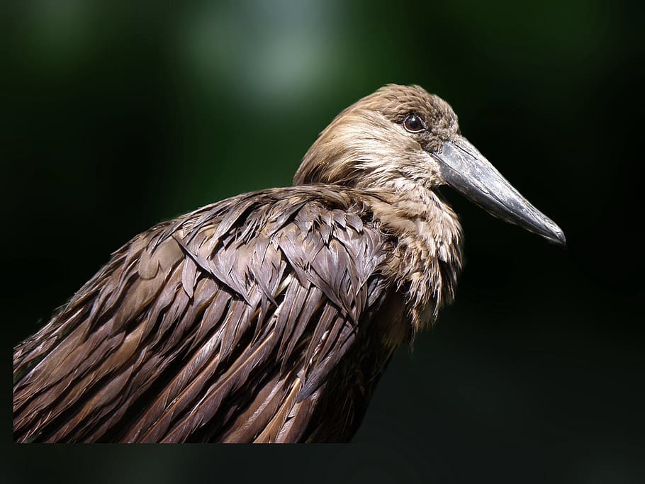 bird, fly, wings, feather, wildlife, beak, dom, outdoor, avian HD wallpaper