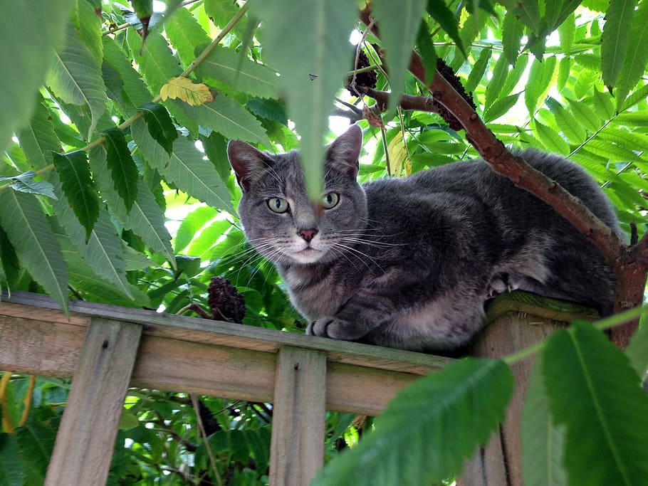 cat, tree, green, bush, animal, predator, meow, animal themes HD wallpaper