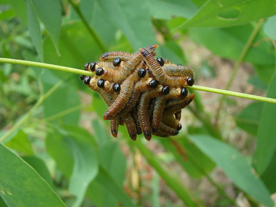 Worms, Bunch, Pest, Insect, catapillars, wildlife, bug, small HD wallpaper