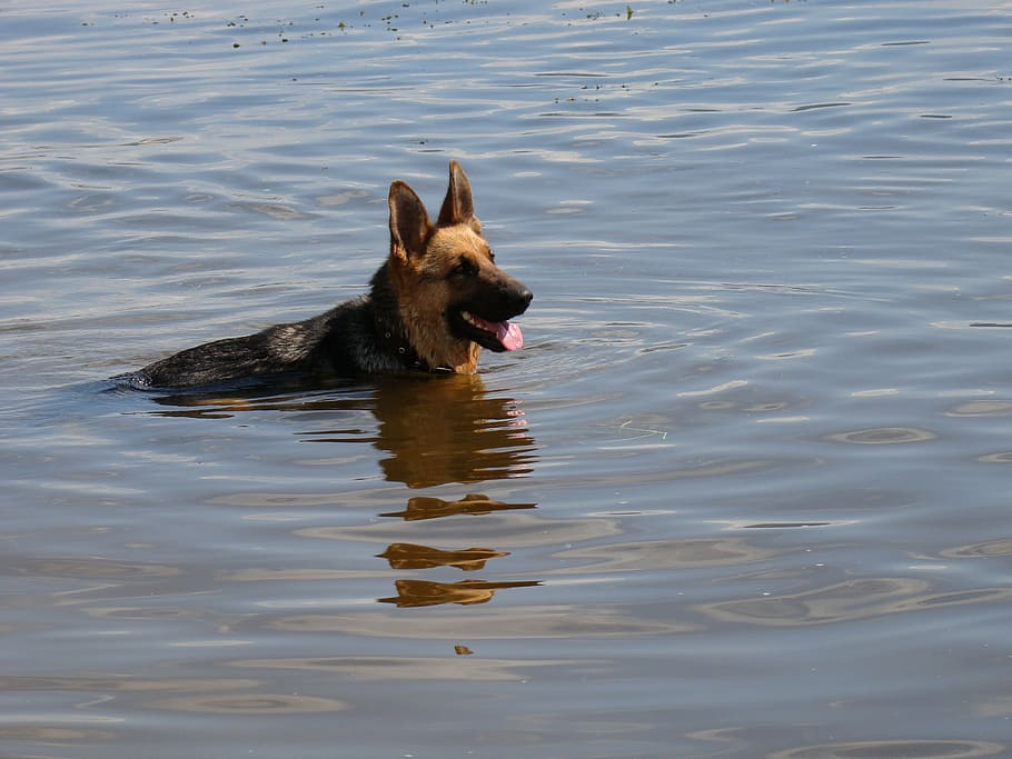 dog, shepherd, floats, river, ripple, sun, one animal, mammal HD wallpaper