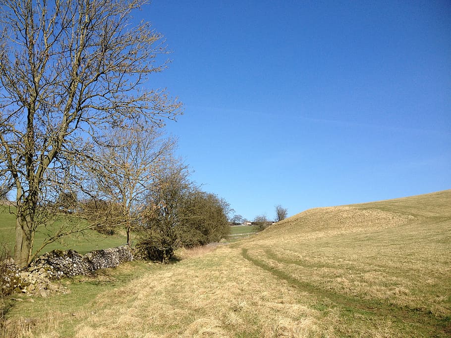 field, track, tree, countryside, rural, sky, tranquility, plant HD wallpaper