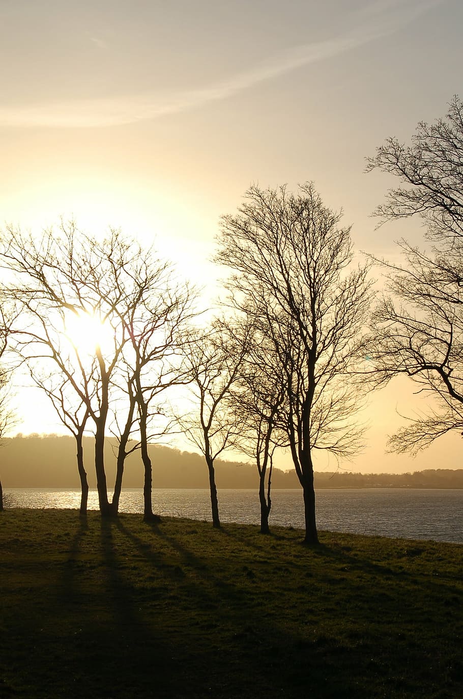 sky, sunset, trees, landscape, scenics, bare tree, nature, tranquil scene HD wallpaper