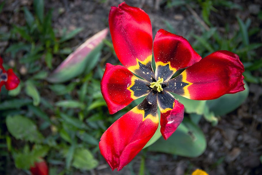 tulip, flower, nature, spring, blossom, fresh, colorful, green HD wallpaper