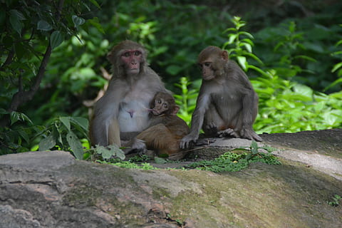 Baby, Monkey, Monkey Nut, Child, monkey baby, monkey child HD wallpaper