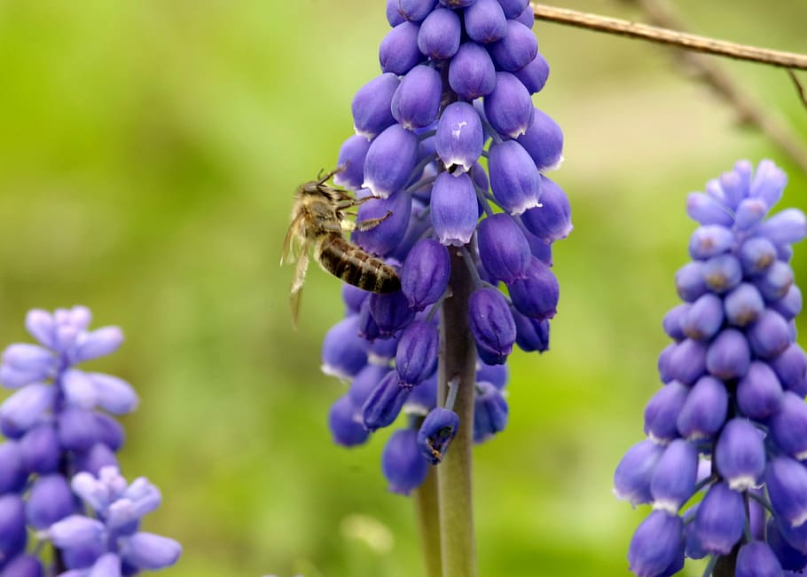 Bee, Pollinate, Pollen, Honey, flowering, insect, nectar, macro HD wallpaper