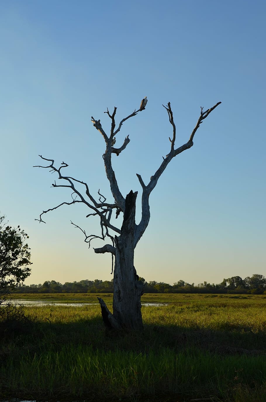 backlit, sunset, dead tree, silhouette, nature, environment HD wallpaper