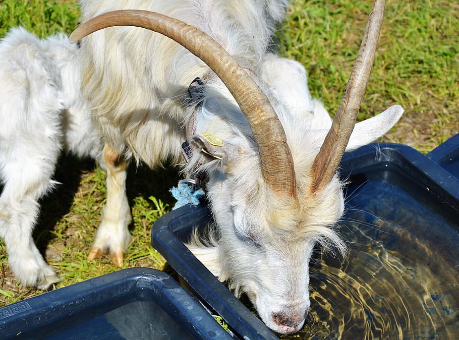 Billy Goat, Bock, Goatee, goat's head, goat buck, horns, livestock HD wallpaper