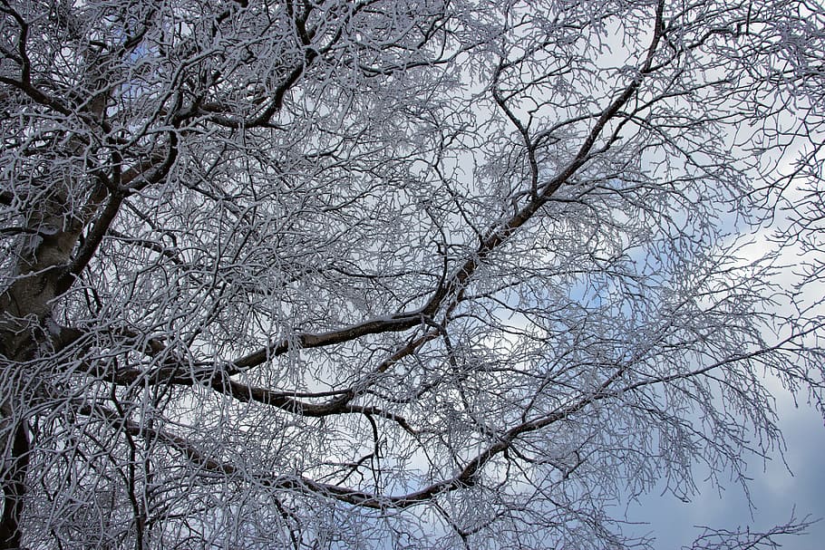 Wintry, Winter Trees, Snow, landscape, snowy, bare tree, branch HD wallpaper