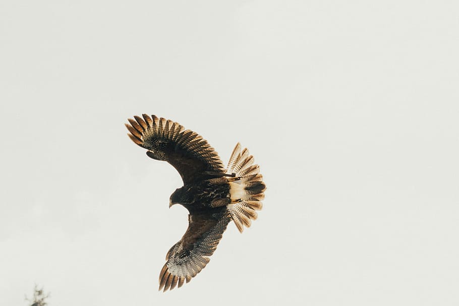black bird flying, black bird flying in the sky, flight, dom HD wallpaper