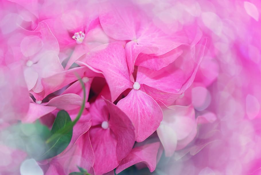 macro shot photo of pink flowers, blossom, bloom, hydrangea HD wallpaper