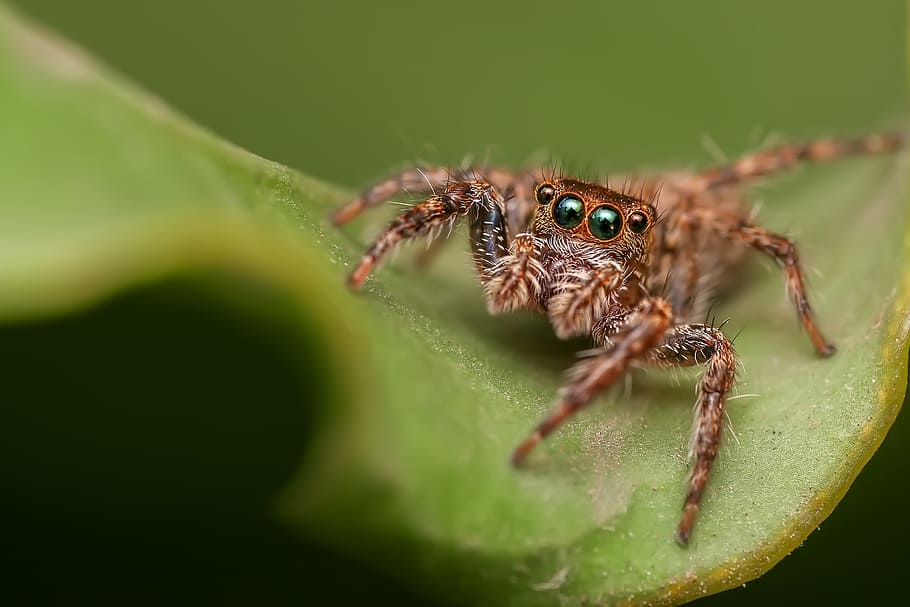 brown Phidippus audax jumping spider on green leaf, insect HD wallpaper
