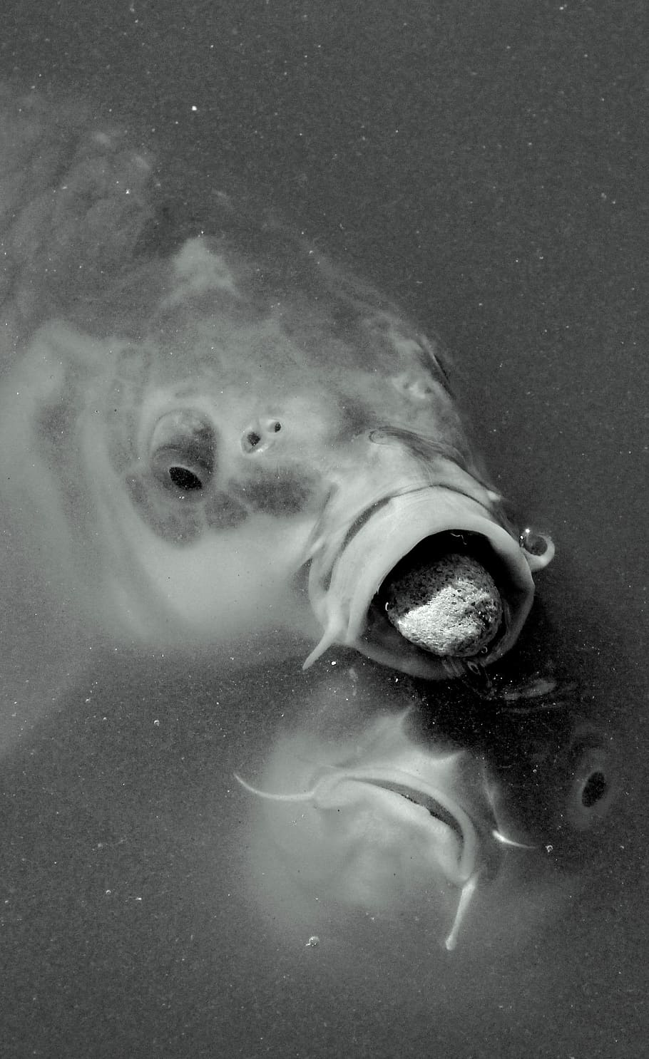 Fish, Fight, Win, Loss, Expression, one person, underwater HD wallpaper