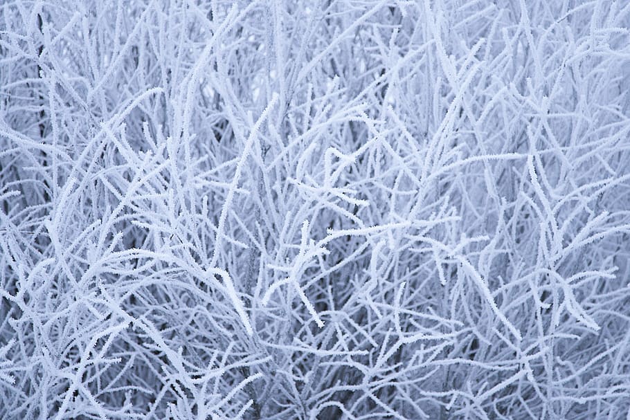 frost, pattern, abstract, nature, frosty, close-up, backgrounds HD wallpaper