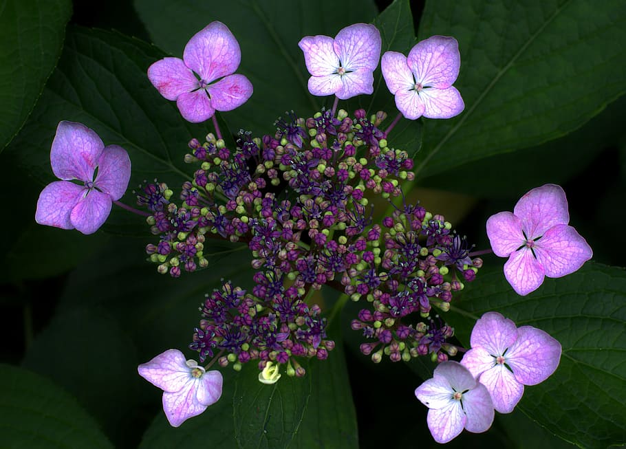 hydrangea, lace, pink, flower, bouquet, blossom, floral, bloom HD wallpaper