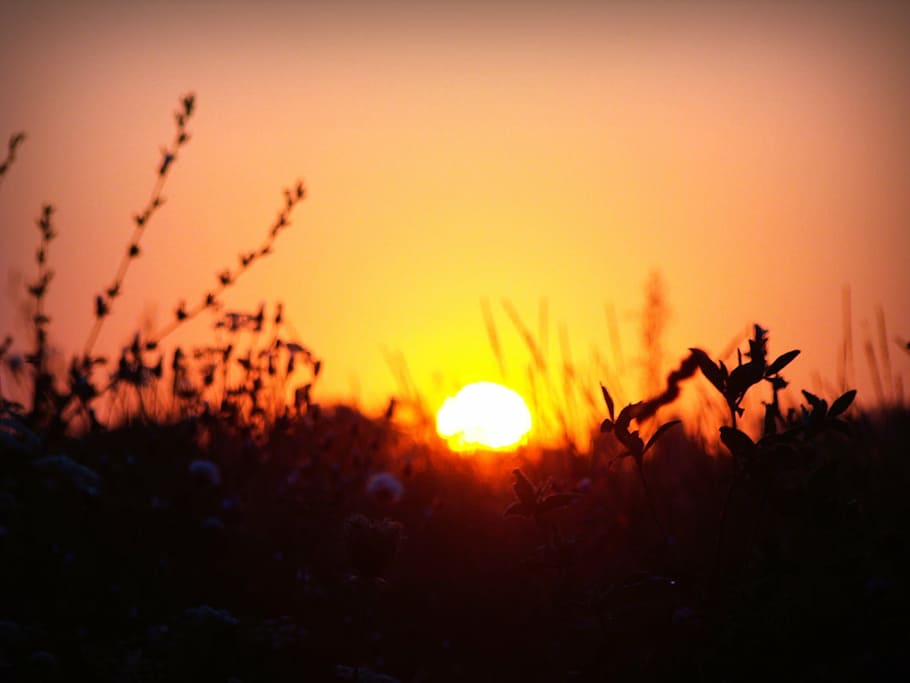 dawn, sun, plants, steppe, field, flowers, silhouette, sunset HD wallpaper