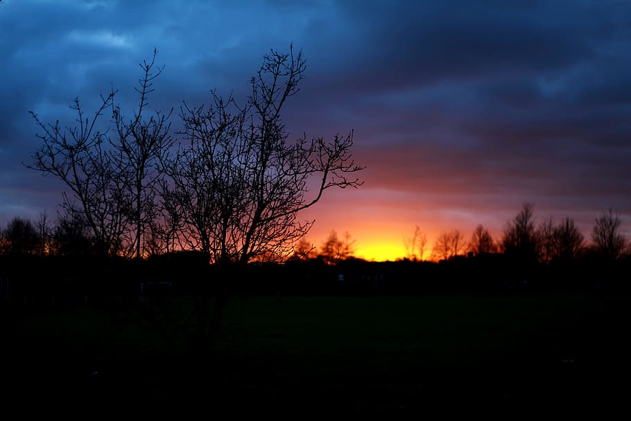 Sunset, View, Nature, Tree, the sun, sky, branches, yellow sky HD wallpaper
