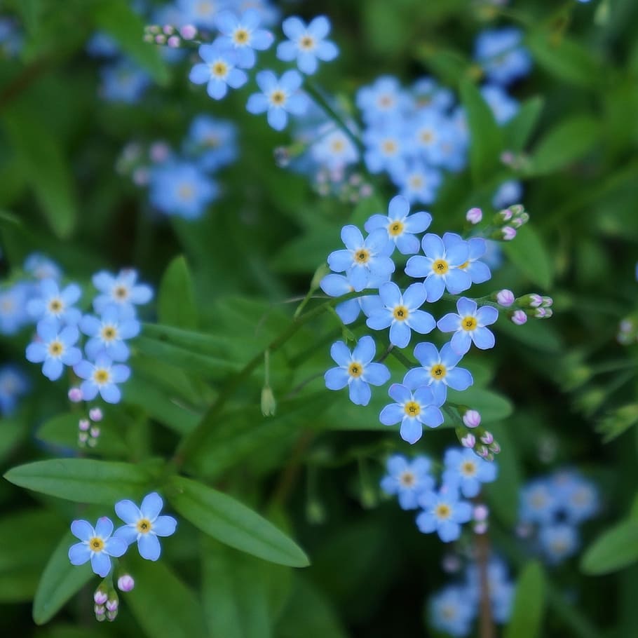 pet, myosotis, small blue flowers, sensitive, gentle, flowering plant, HD wallpaper