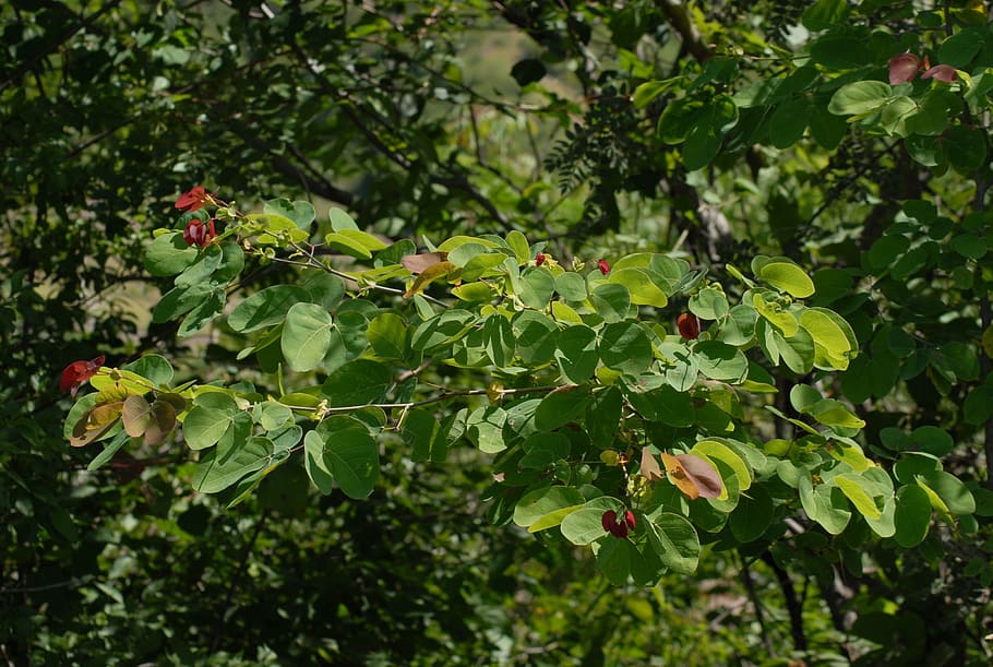 tree, leaves, nature, plant, green color, leaf, plant part HD wallpaper