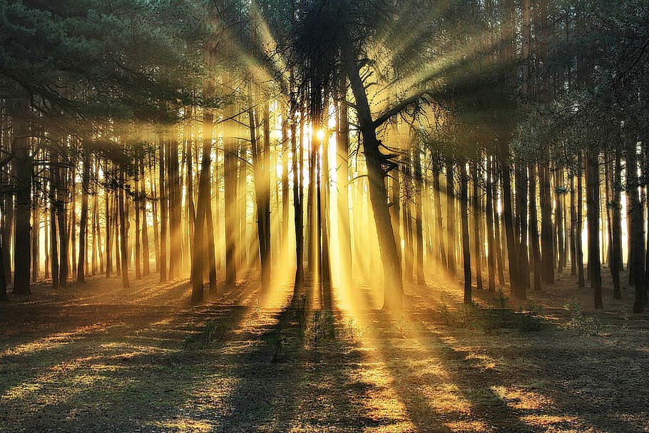 sun rays through trees, sunlight through trees, nature, forest HD wallpaper