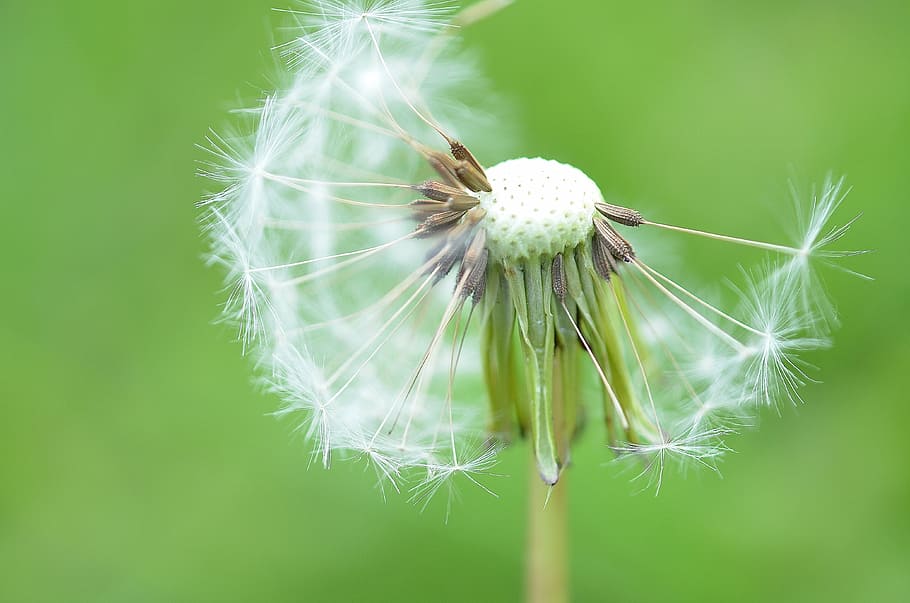dandelion, flower, nature, spring, plant, green, field, grass HD wallpaper
