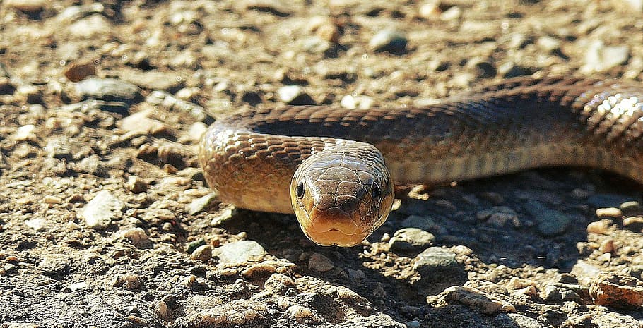 first, plan, animal, snake, reptile, nature, wildlife, carnivore HD wallpaper