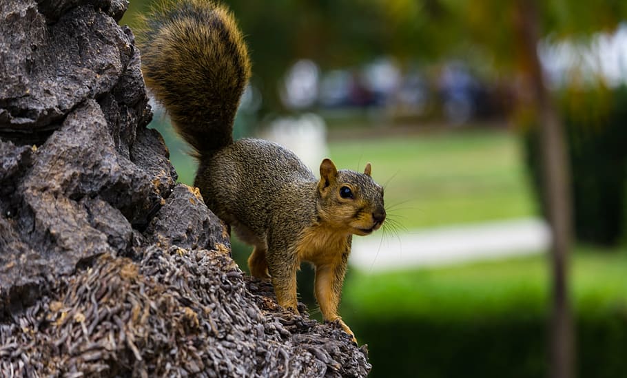 park, tree, balboa park, animal, nature, squirrel, creature, HD wallpaper
