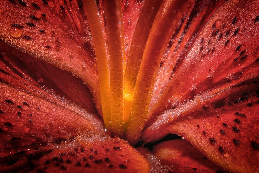lily, macro, close up, enlarge view, flower, blossom, bloom HD wallpaper