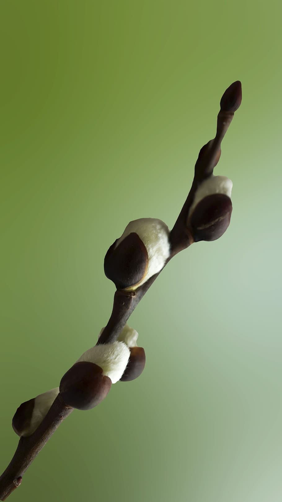 macro, verba, branch, kidney, spring, living nature, close-up HD wallpaper