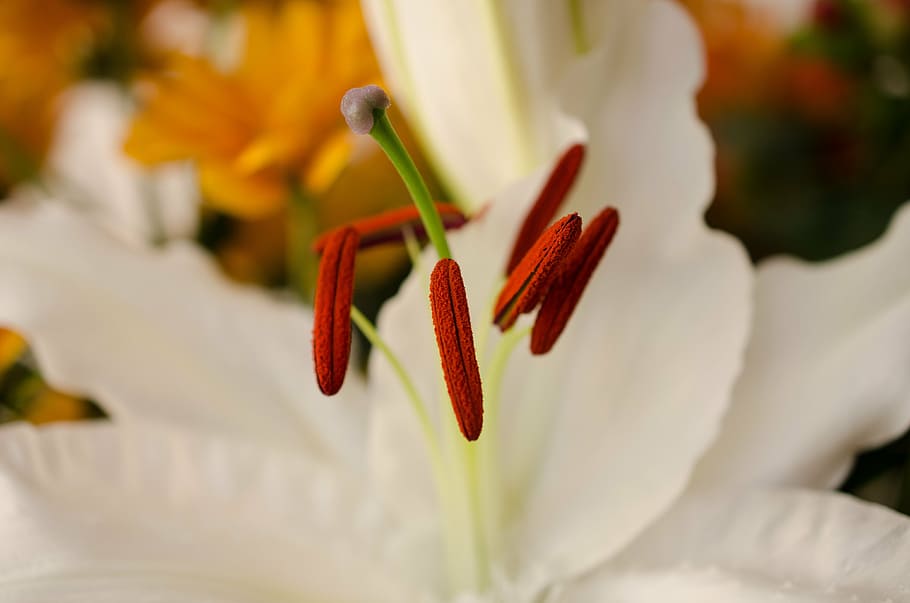flower, white flower, macro, close, lily, stamen, pollen, flowering plant HD wallpaper