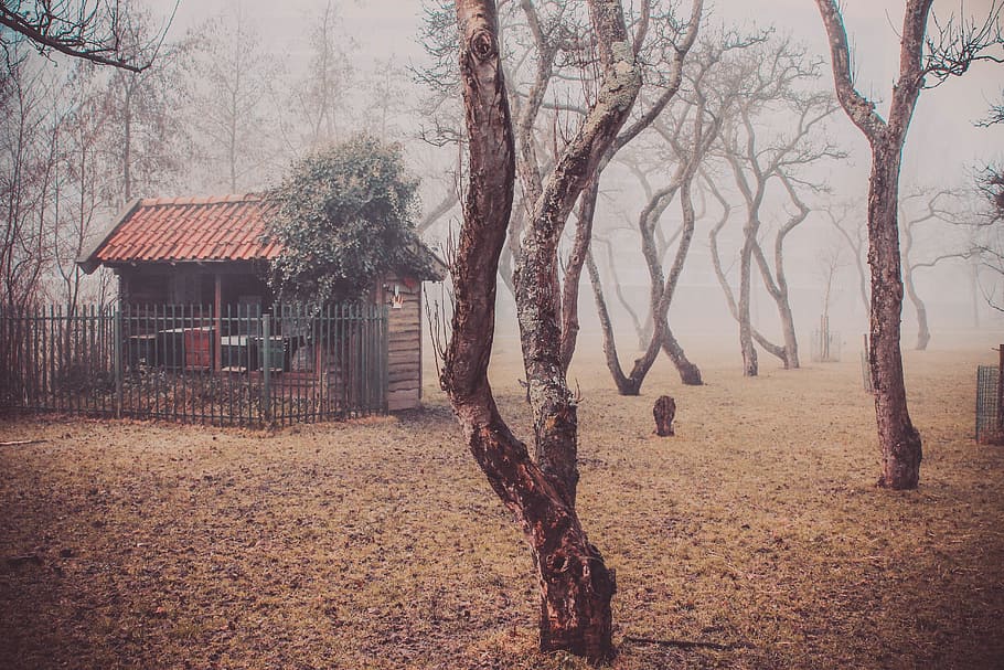 trees, plant, field, farm, house, gate, wood, rural, cold, fogs HD wallpaper