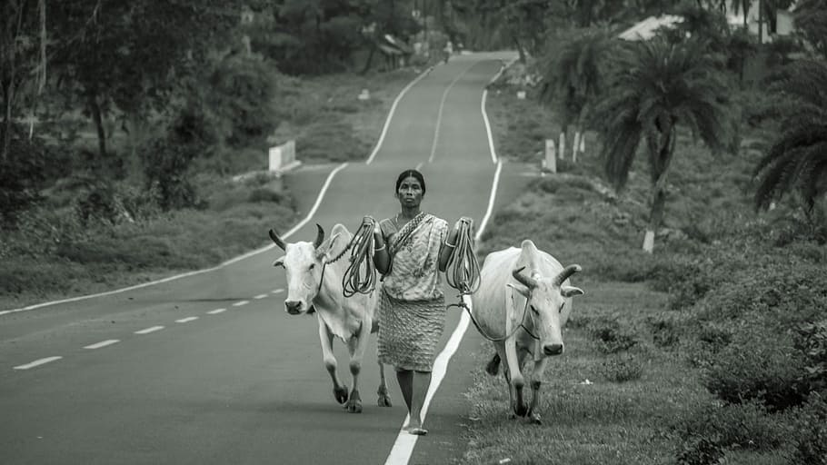 Cow, Black, White, Old, Village, Road, tree, woman, with, walking HD wallpaper