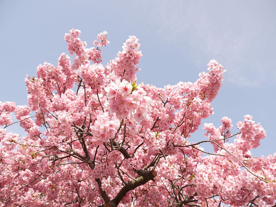Cherry Blossoms, Flowers, Spring, pink, wood, pink color, fragility HD wallpaper