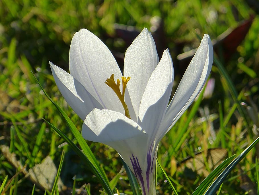 crocus, blossom, bloom, flower, spring, white, spring flower HD wallpaper