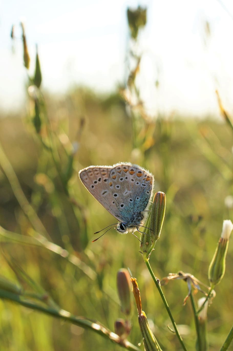 butterfly, sun, macro, close, insect, nature, plant, animal wildlife HD wallpaper