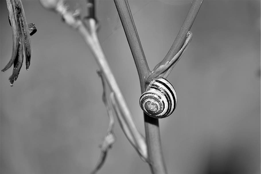 grayscale photo of snail, shell, s w, garden snail, snail shell HD wallpaper