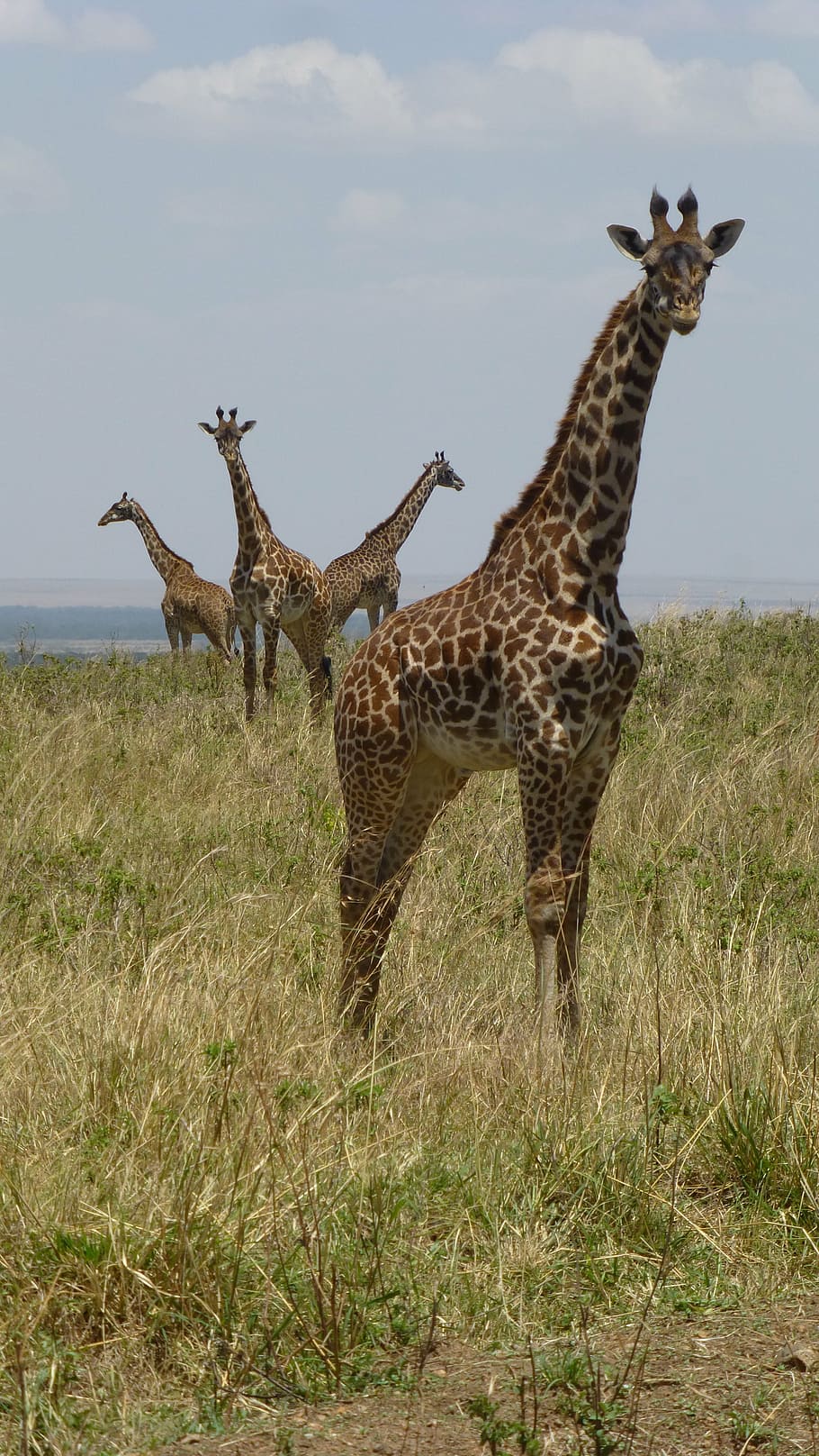 HD wallpaper: giraffes, africa, safari, kenya, safari Animals, nature,  wildlife | Wallpaper Flare