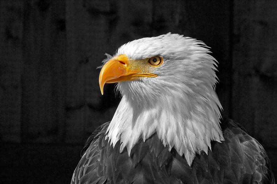 adler, flight, plumage, bill, raptor, bird of prey, hunter HD wallpaper