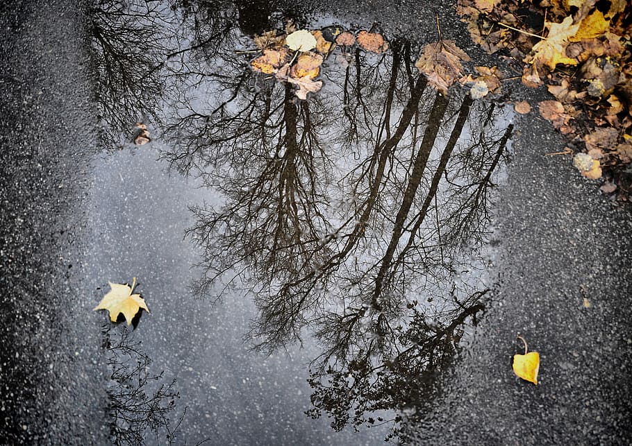 Reflection, Puddle, Asphalt, Autumn, nature, trees, leaves HD wallpaper