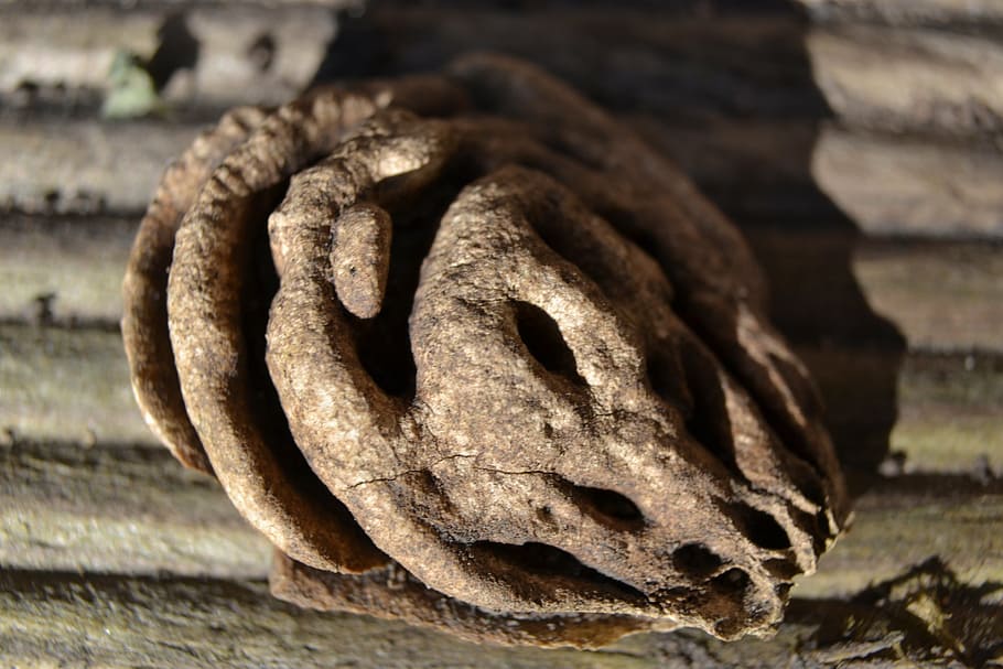 stone, fruit, plum, brown, close-up, wood - Material, old, focus on foreground HD wallpaper