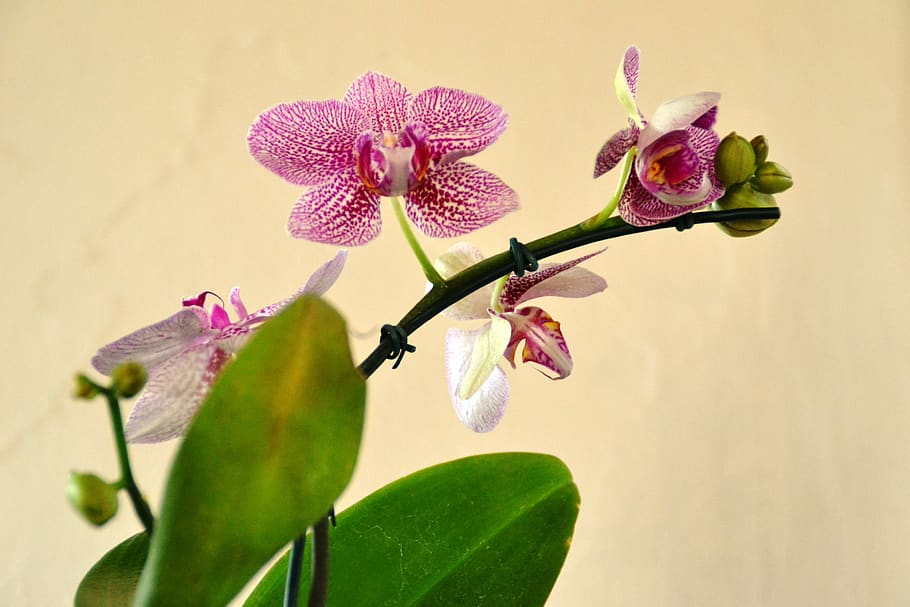 orquidea, flower, nature, plant, orchids, flowers, exotic, purple, HD wallpaper