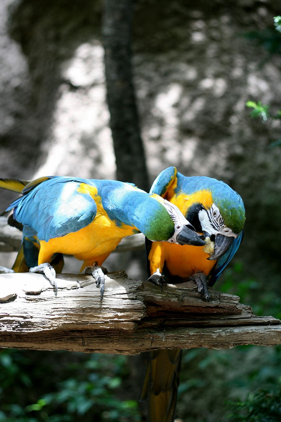 Parrot, Everland, Couples, Pair, bird, animals in the wild HD wallpaper