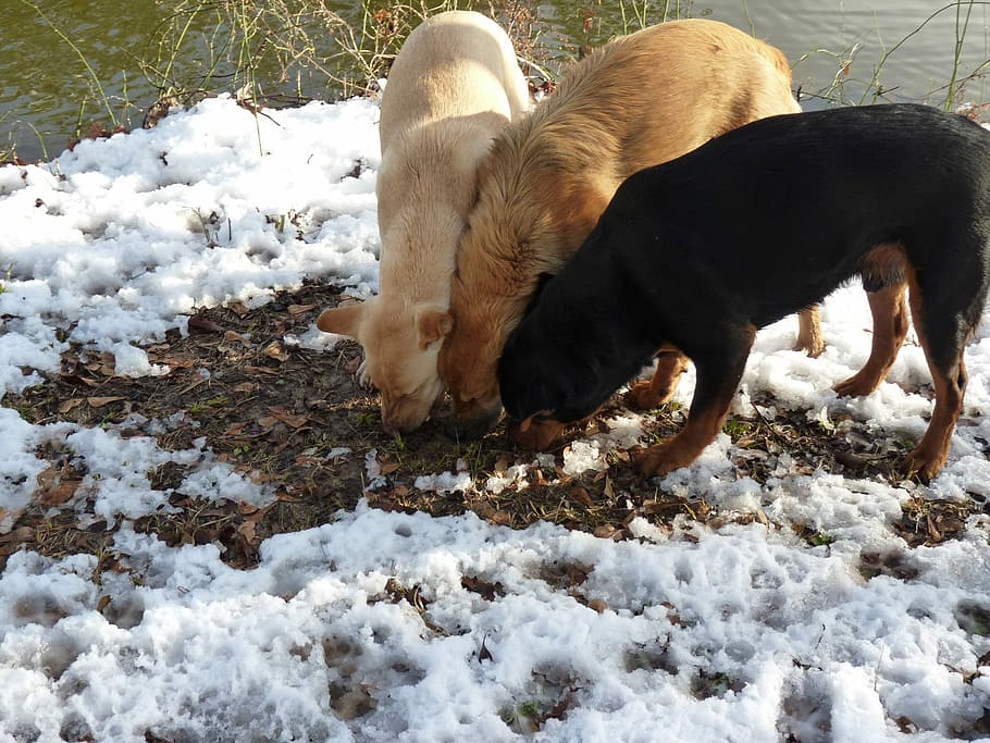 Dogs, Snow, Ground, Outside, Pond, three, nature, animal, animal themes HD wallpaper