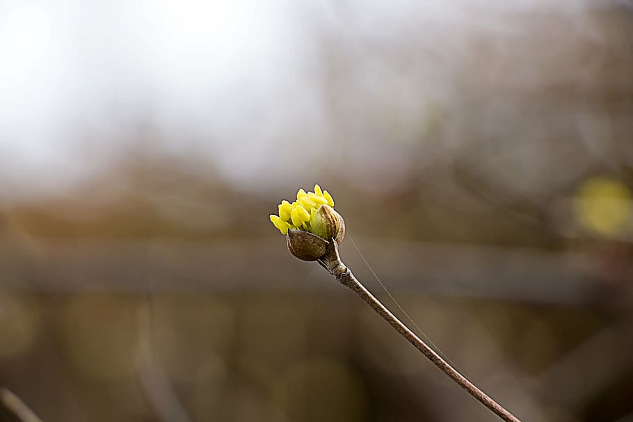 flowers, spring, spring flowers, cornus, yellow, nature, landscape HD wallpaper