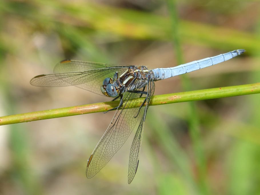 blue dragonfly, stem, wetland, greenery, detail, orthetrum coerulescens, HD wallpaper