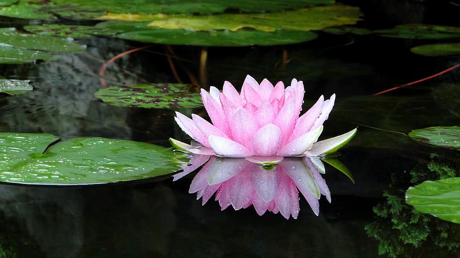 pink lotus flower on calm body of water, Cool, summer, pond, reflection, HD wallpaper