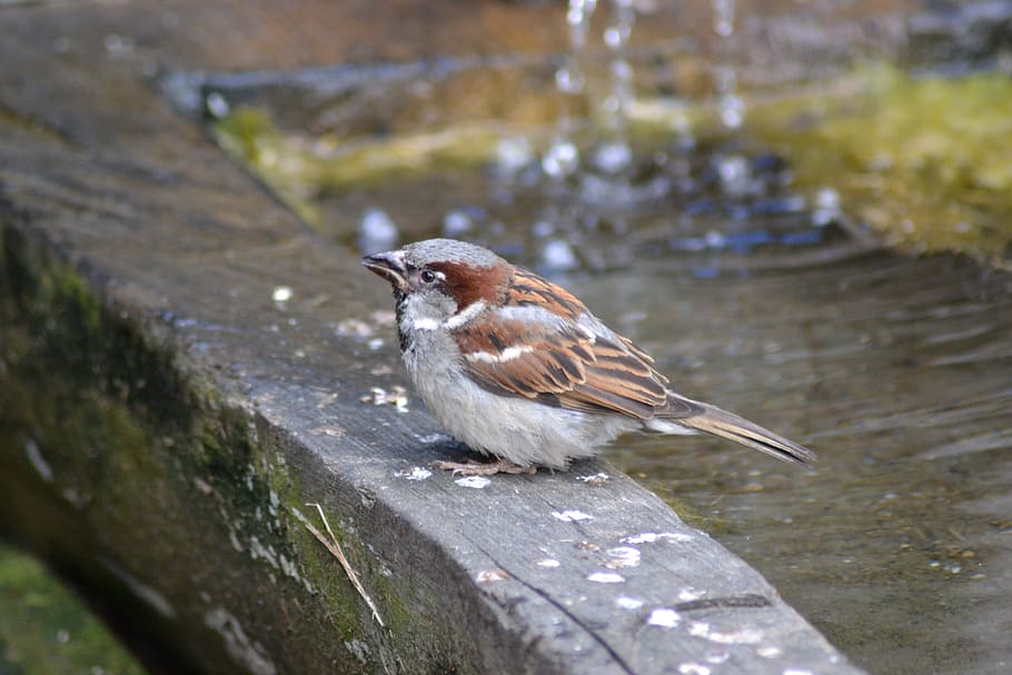 Sparrow, Bird, Close, Plumage, Animal, garden, sperling, nature HD wallpaper
